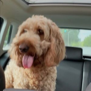 Meet your Posher, Mckenzie